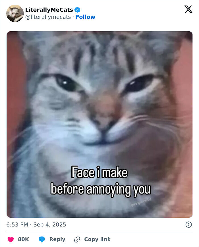 &#8220;Cats Just Being Themselves&#8221;: 129 Hilarious And Adorable Cat Posts