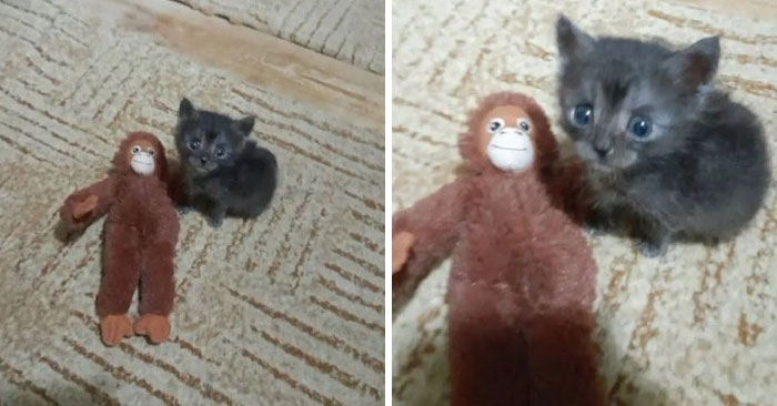 &#8220;Cats Just Being Themselves&#8221;: 129 Hilarious And Adorable Cat Posts