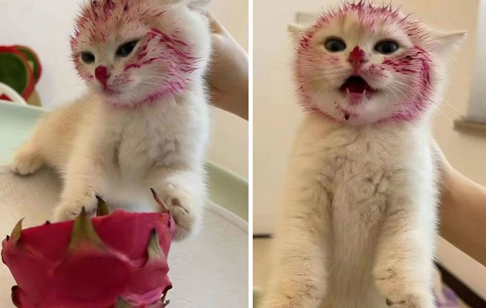 &#8220;Cats Just Being Themselves&#8221;: 129 Hilarious And Adorable Cat Posts
