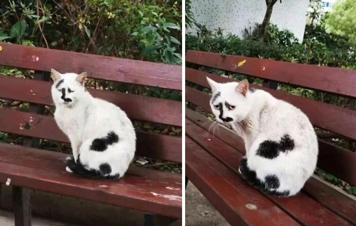 &#8220;Cats Just Being Themselves&#8221;: 129 Hilarious And Adorable Cat Posts