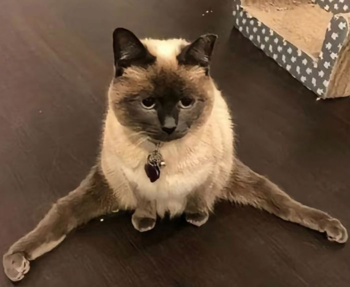 &#8220;Cats Just Being Themselves&#8221;: 129 Hilarious And Adorable Cat Posts