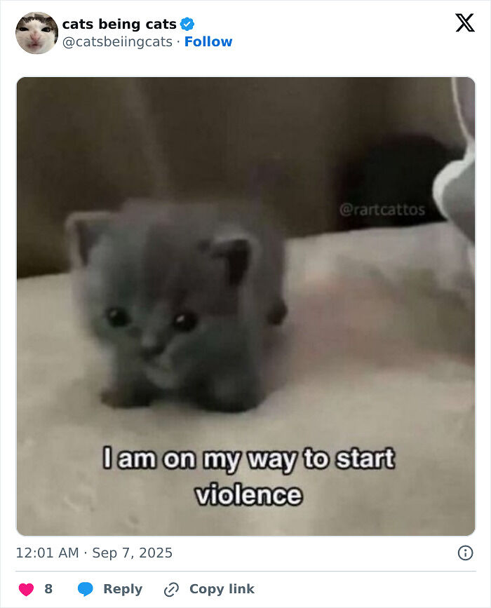 &#8220;Cats Just Being Themselves&#8221;: 129 Hilarious And Adorable Cat Posts