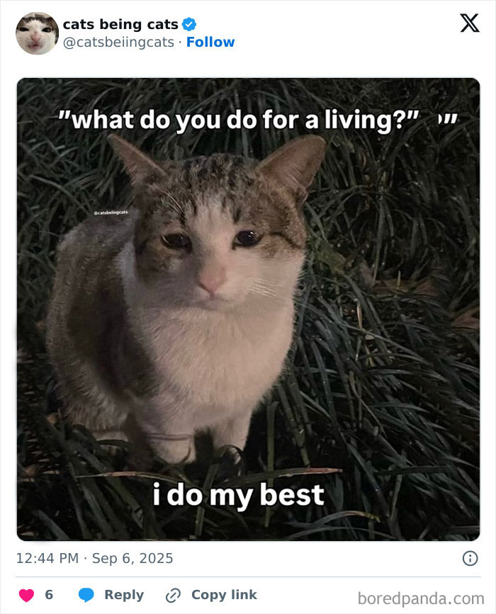 &#8220;Cats Just Being Themselves&#8221;: 129 Hilarious And Adorable Cat Posts