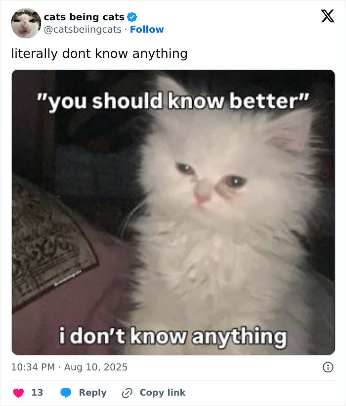 &#8220;Cats Just Being Themselves&#8221;: 129 Hilarious And Adorable Cat Posts