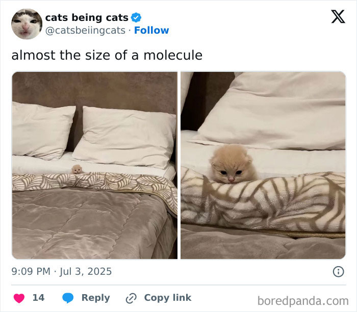 &#8220;Cats Just Being Themselves&#8221;: 129 Hilarious And Adorable Cat Posts