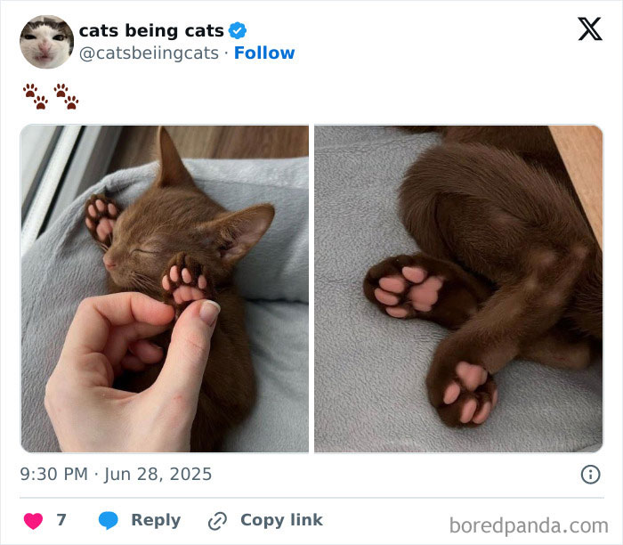 &#8220;Cats Just Being Themselves&#8221;: 129 Hilarious And Adorable Cat Posts