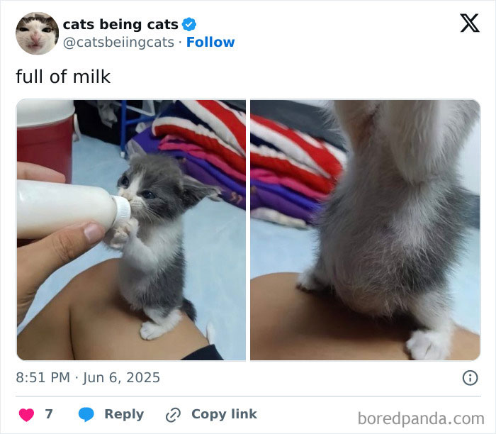 &#8220;Cats Just Being Themselves&#8221;: 129 Hilarious And Adorable Cat Posts