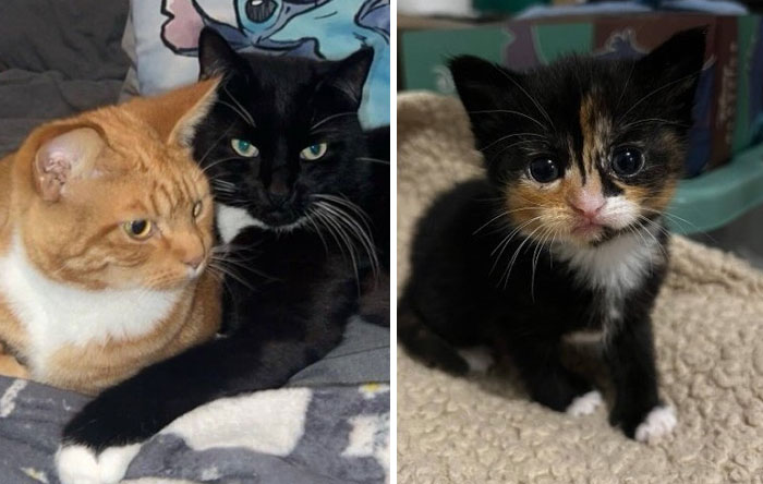 &#8220;Cats Just Being Themselves&#8221;: 129 Hilarious And Adorable Cat Posts