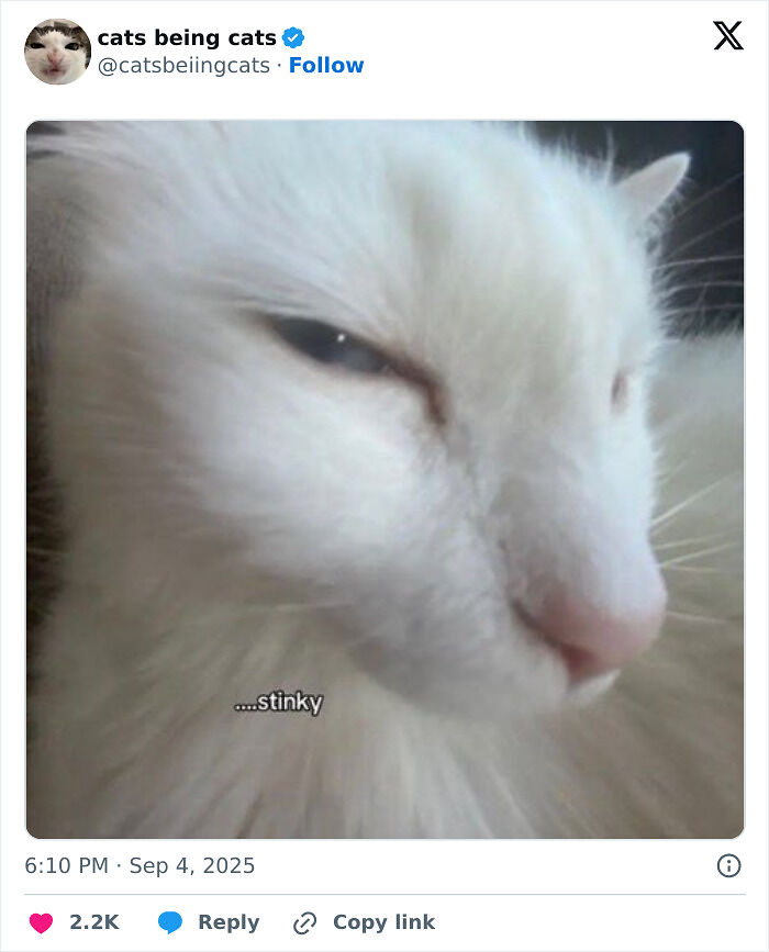 &#8220;Cats Just Being Themselves&#8221;: 129 Hilarious And Adorable Cat Posts
