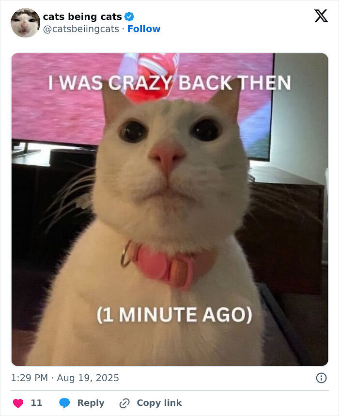 &#8220;Cats Just Being Themselves&#8221;: 129 Hilarious And Adorable Cat Posts