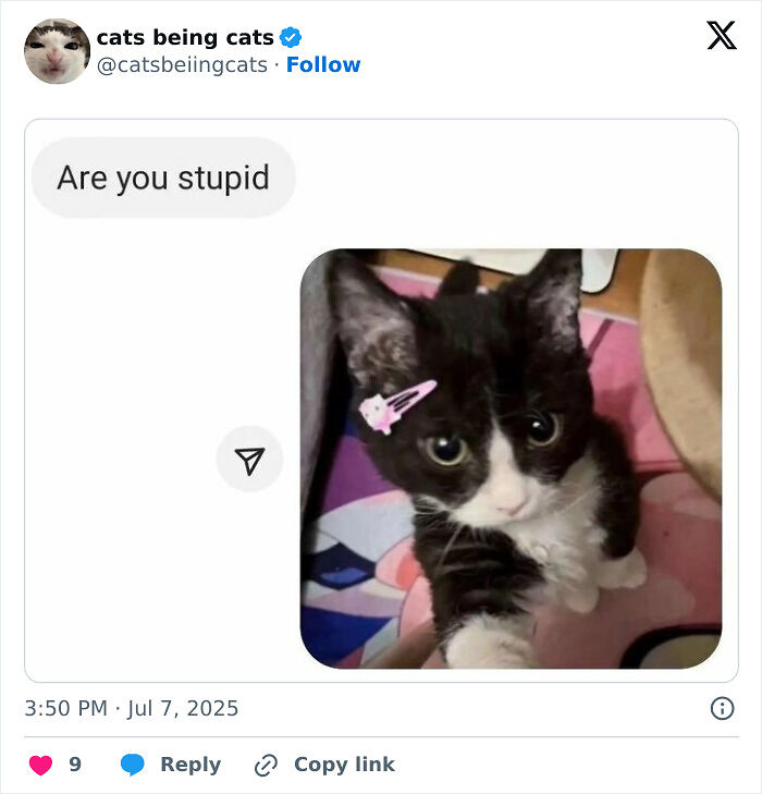 &#8220;Cats Just Being Themselves&#8221;: 129 Hilarious And Adorable Cat Posts