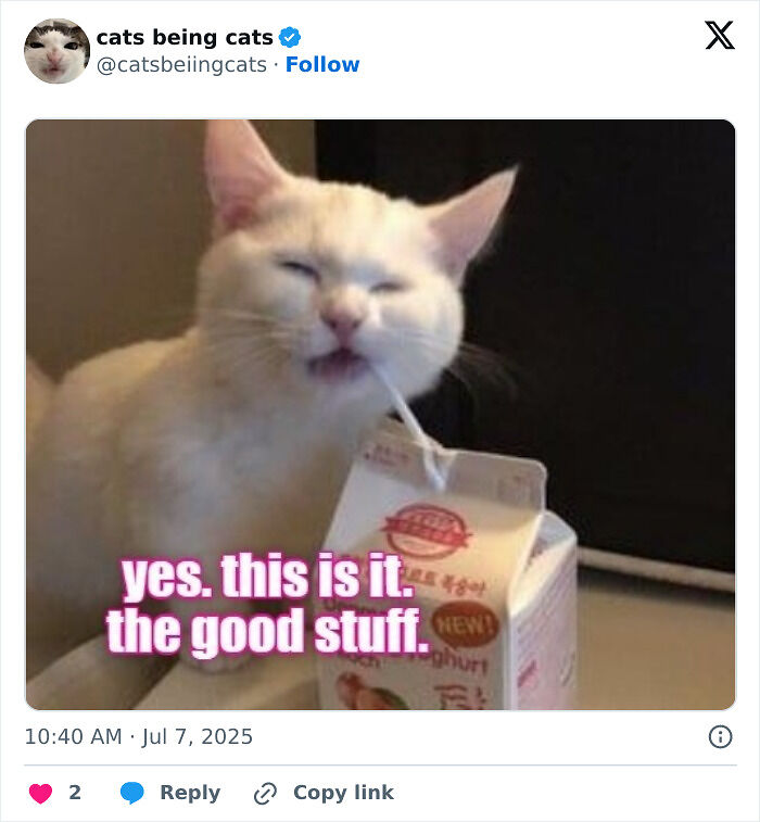 &#8220;Cats Just Being Themselves&#8221;: 129 Hilarious And Adorable Cat Posts