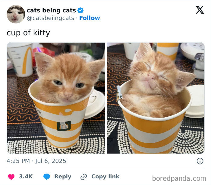 &#8220;Cats Just Being Themselves&#8221;: 129 Hilarious And Adorable Cat Posts