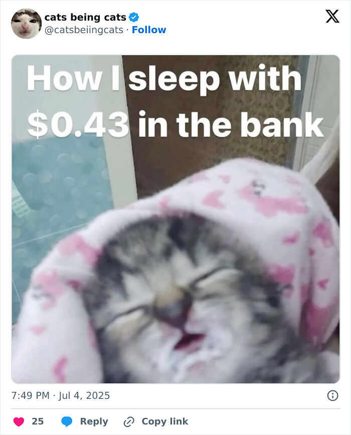 &#8220;Cats Just Being Themselves&#8221;: 129 Hilarious And Adorable Cat Posts