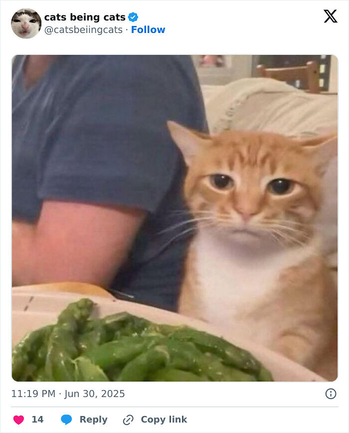 &#8220;Cats Just Being Themselves&#8221;: 129 Hilarious And Adorable Cat Posts