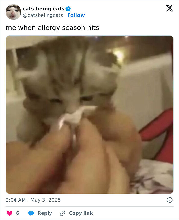 &#8220;Cats Just Being Themselves&#8221;: 129 Hilarious And Adorable Cat Posts