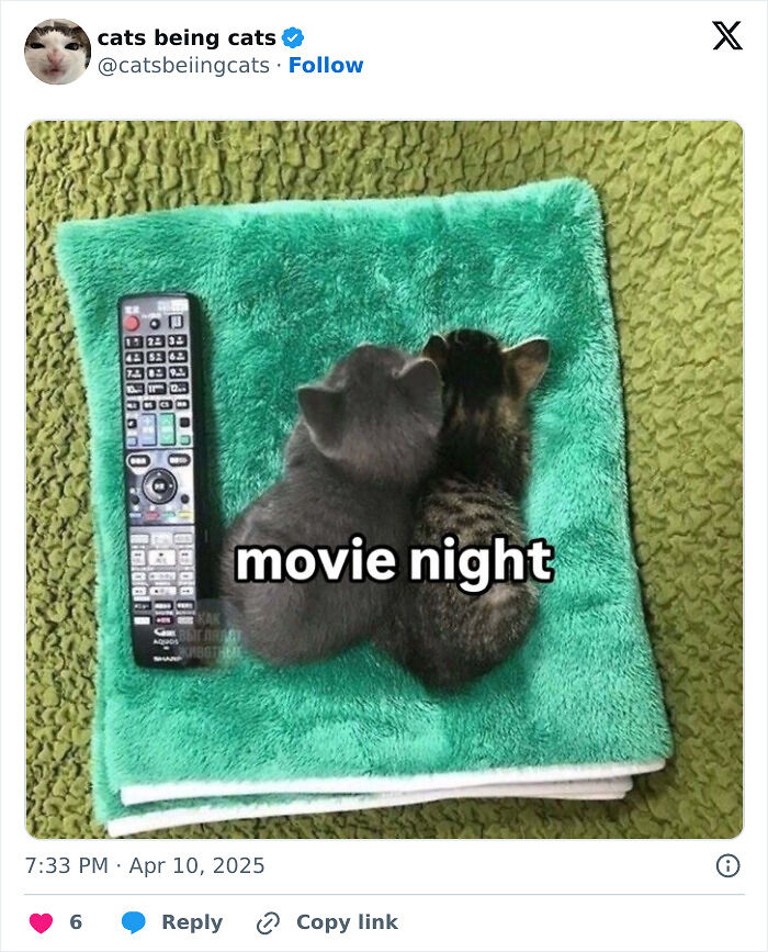 &#8220;Cats Just Being Themselves&#8221;: 129 Hilarious And Adorable Cat Posts