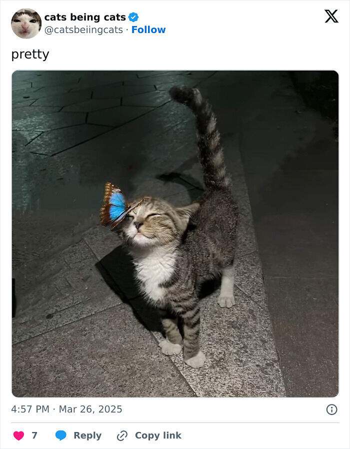 &#8220;Cats Just Being Themselves&#8221;: 129 Hilarious And Adorable Cat Posts