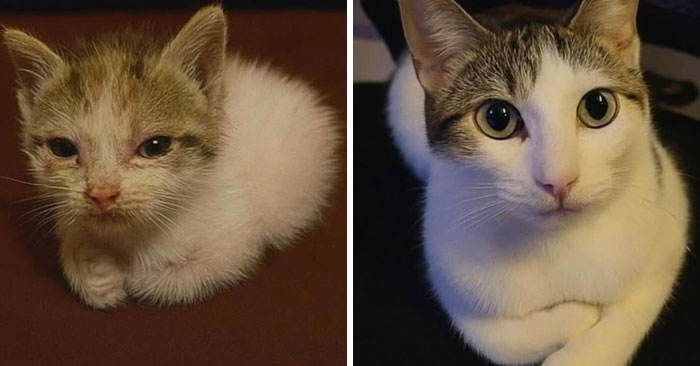 &#8220;Cats Just Being Themselves&#8221;: 129 Hilarious And Adorable Cat Posts
