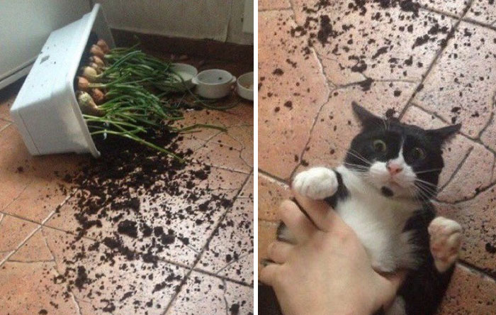 &#8220;Cats Just Being Themselves&#8221;: 129 Hilarious And Adorable Cat Posts