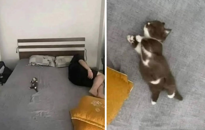 &#8220;Cats Just Being Themselves&#8221;: 129 Hilarious And Adorable Cat Posts