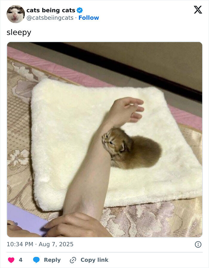 &#8220;Cats Just Being Themselves&#8221;: 129 Hilarious And Adorable Cat Posts