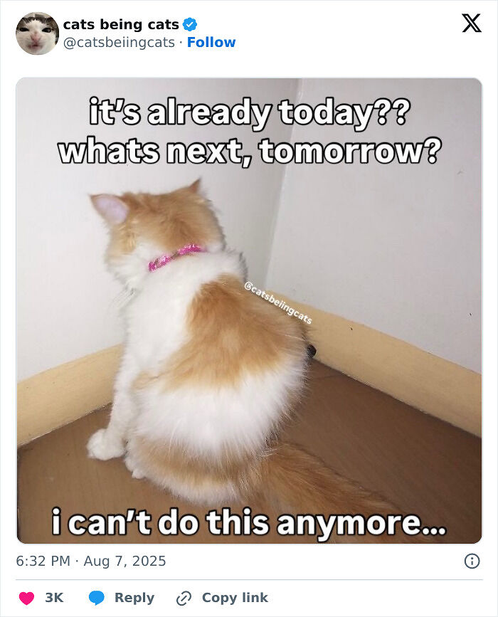 &#8220;Cats Just Being Themselves&#8221;: 129 Hilarious And Adorable Cat Posts