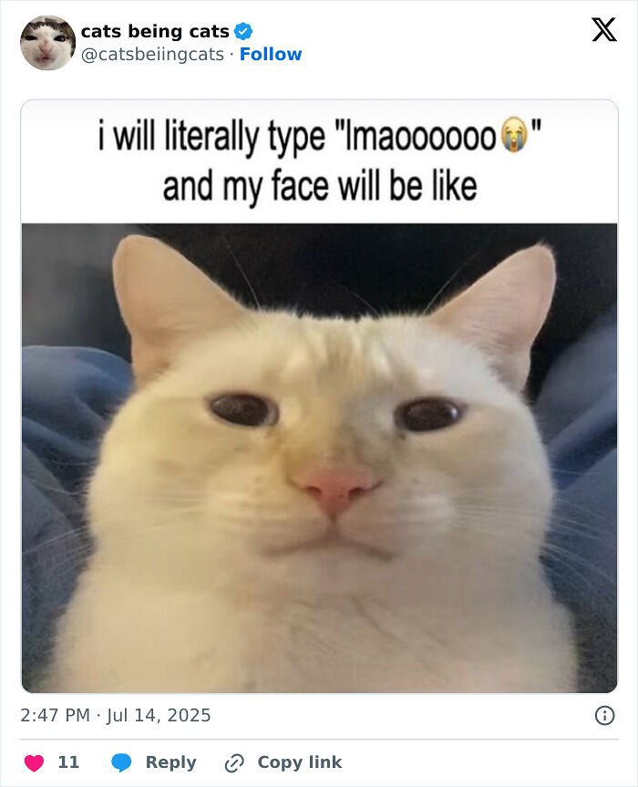&#8220;Cats Just Being Themselves&#8221;: 129 Hilarious And Adorable Cat Posts