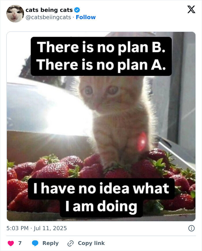 &#8220;Cats Just Being Themselves&#8221;: 129 Hilarious And Adorable Cat Posts