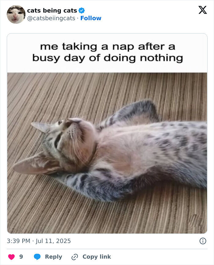 &#8220;Cats Just Being Themselves&#8221;: 129 Hilarious And Adorable Cat Posts
