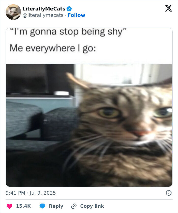 &#8220;Cats Just Being Themselves&#8221;: 129 Hilarious And Adorable Cat Posts