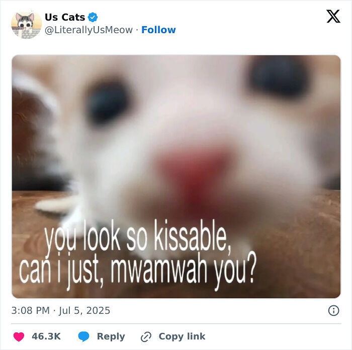&#8220;Cats Just Being Themselves&#8221;: 129 Hilarious And Adorable Cat Posts