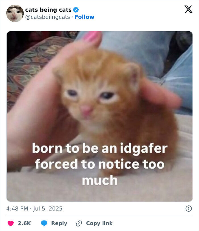 &#8220;Cats Just Being Themselves&#8221;: 129 Hilarious And Adorable Cat Posts
