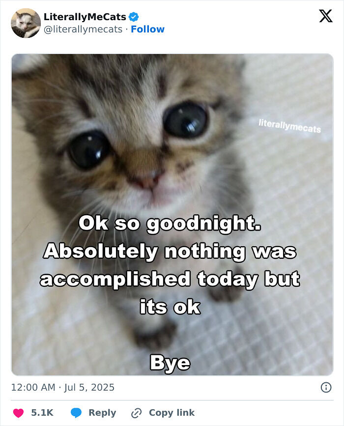 &#8220;Cats Just Being Themselves&#8221;: 129 Hilarious And Adorable Cat Posts