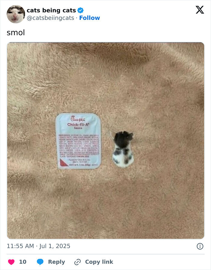 &#8220;Cats Just Being Themselves&#8221;: 129 Hilarious And Adorable Cat Posts