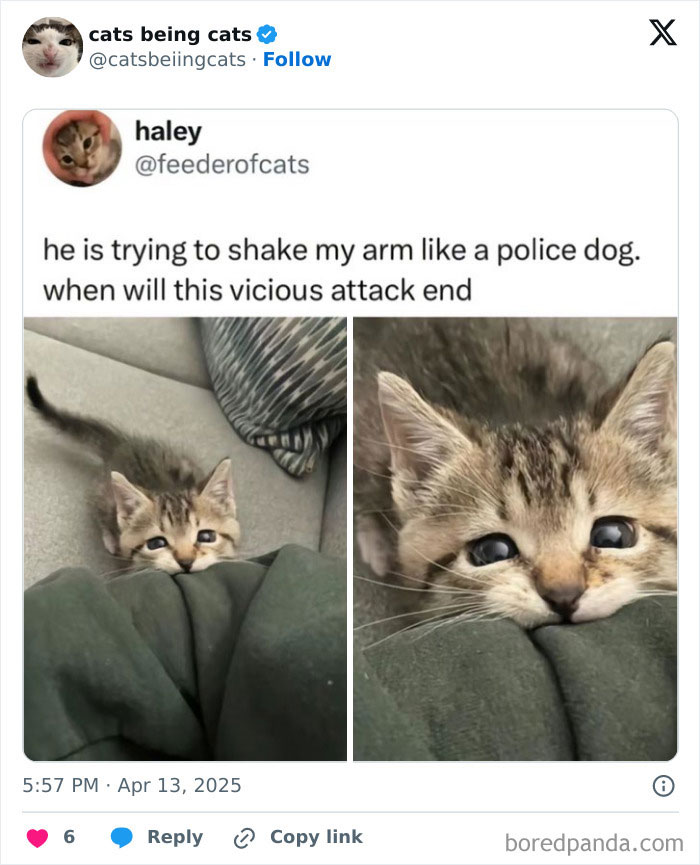 &#8220;Cats Just Being Themselves&#8221;: 129 Hilarious And Adorable Cat Posts