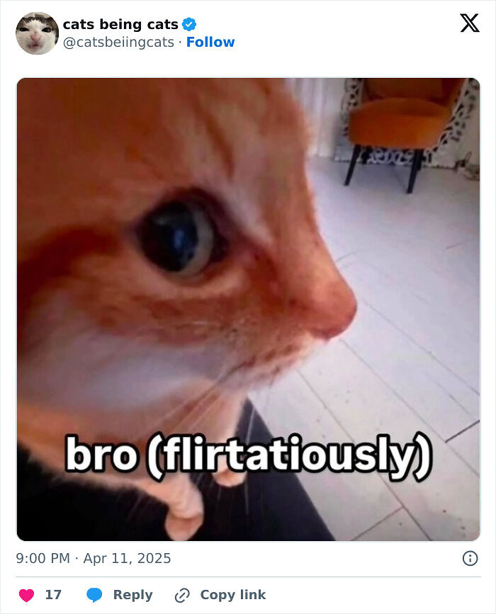 &#8220;Cats Just Being Themselves&#8221;: 129 Hilarious And Adorable Cat Posts
