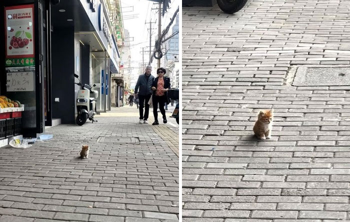 &#8220;Cats Just Being Themselves&#8221;: 129 Hilarious And Adorable Cat Posts