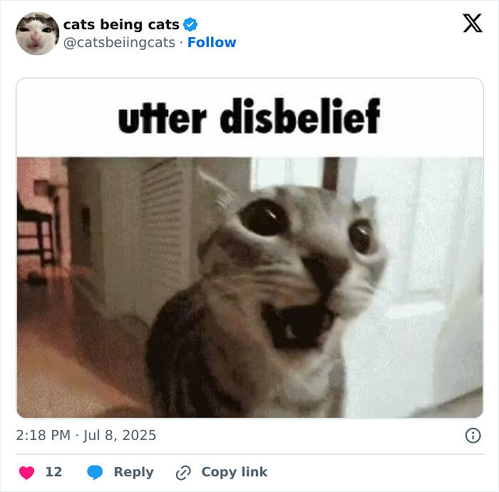 &#8220;Cats Just Being Themselves&#8221;: 129 Hilarious And Adorable Cat Posts
