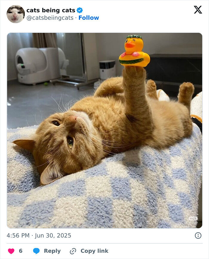 &#8220;Cats Just Being Themselves&#8221;: 129 Hilarious And Adorable Cat Posts