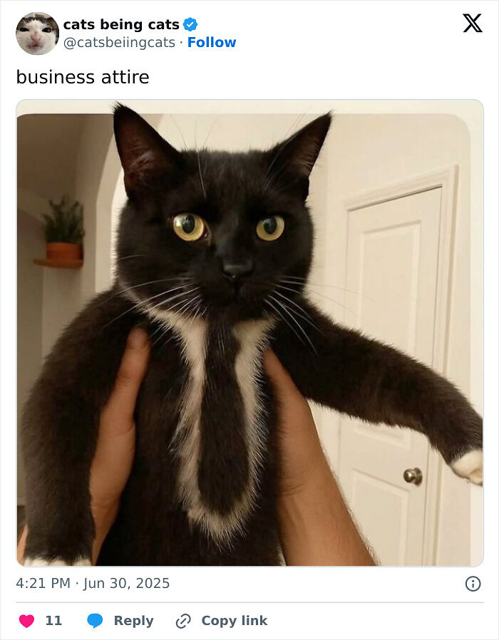 &#8220;Cats Just Being Themselves&#8221;: 129 Hilarious And Adorable Cat Posts