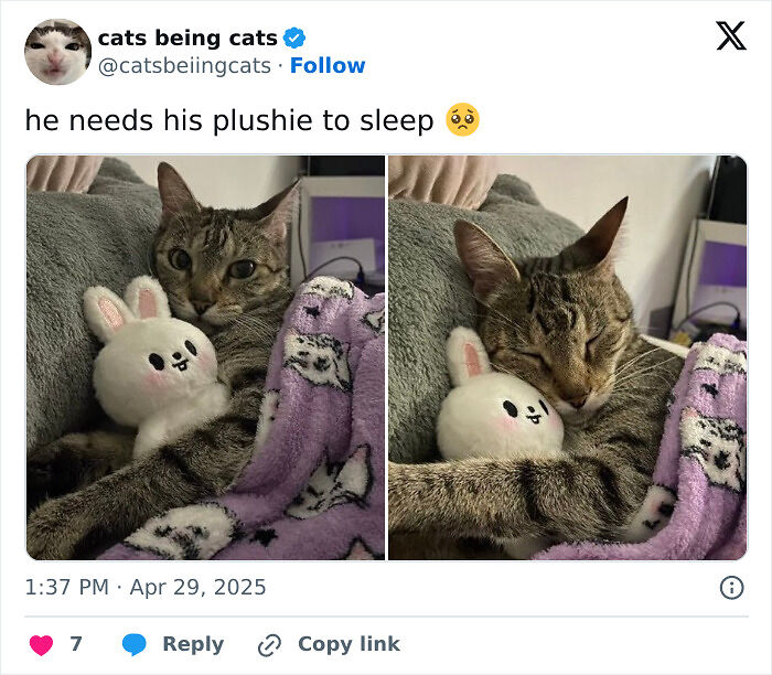&#8220;Cats Just Being Themselves&#8221;: 129 Hilarious And Adorable Cat Posts