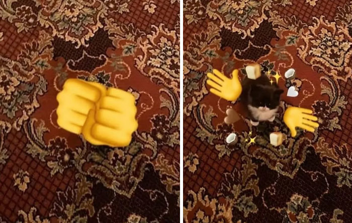 &#8220;Cats Just Being Themselves&#8221;: 129 Hilarious And Adorable Cat Posts
