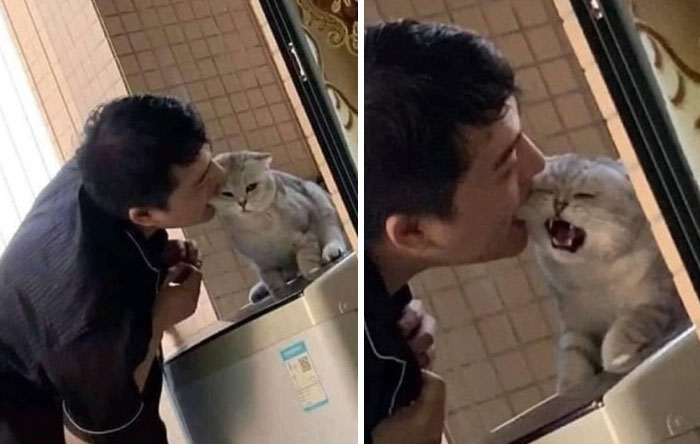 &#8220;Cats Just Being Themselves&#8221;: 129 Hilarious And Adorable Cat Posts