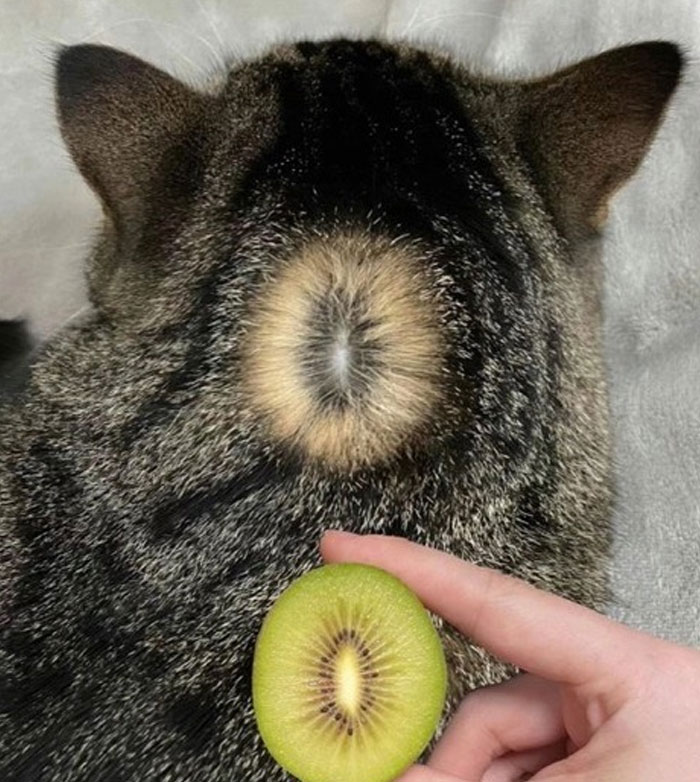 &#8220;Cats Just Being Themselves&#8221;: 129 Hilarious And Adorable Cat Posts