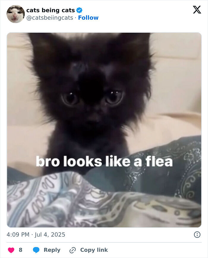 &#8220;Cats Just Being Themselves&#8221;: 129 Hilarious And Adorable Cat Posts
