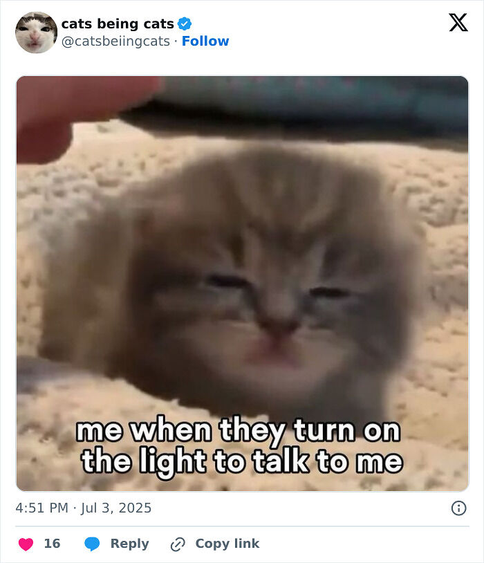 &#8220;Cats Just Being Themselves&#8221;: 129 Hilarious And Adorable Cat Posts