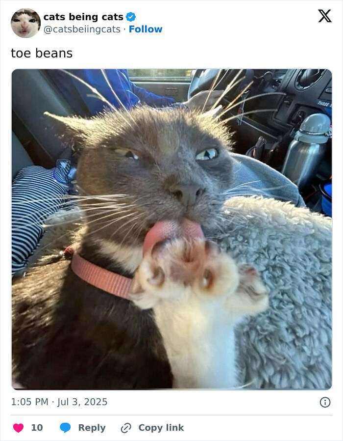 &#8220;Cats Just Being Themselves&#8221;: 129 Hilarious And Adorable Cat Posts