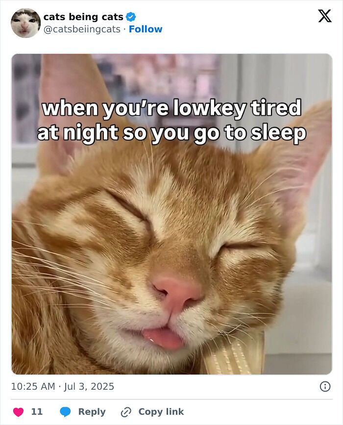 &#8220;Cats Just Being Themselves&#8221;: 129 Hilarious And Adorable Cat Posts