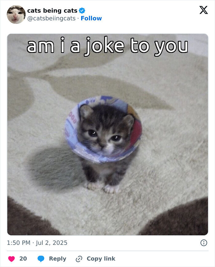 &#8220;Cats Just Being Themselves&#8221;: 129 Hilarious And Adorable Cat Posts